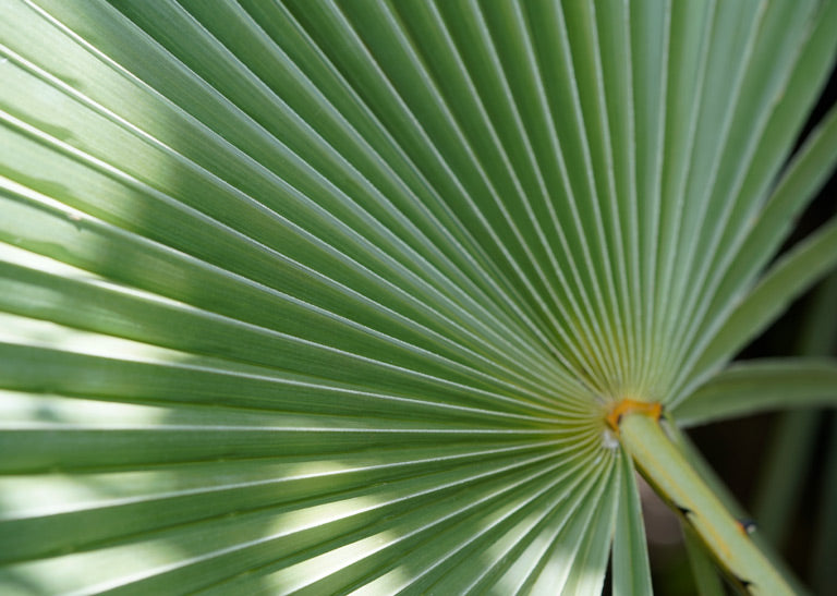 SHAZAY – diamond filtered