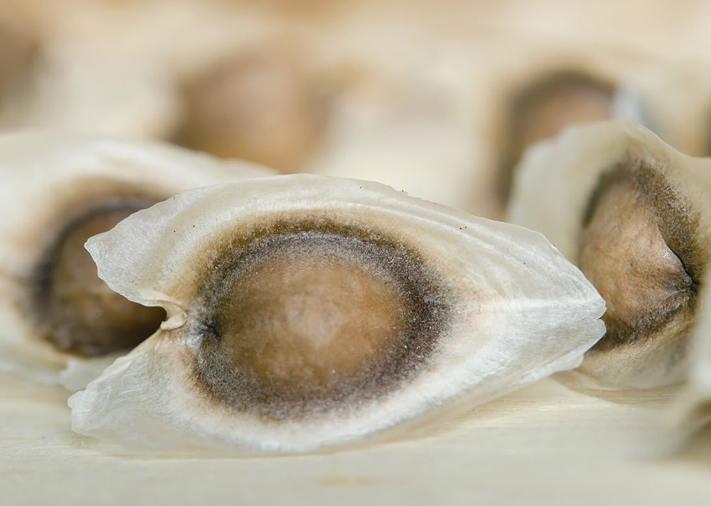 SHAZAY – diamond filtered