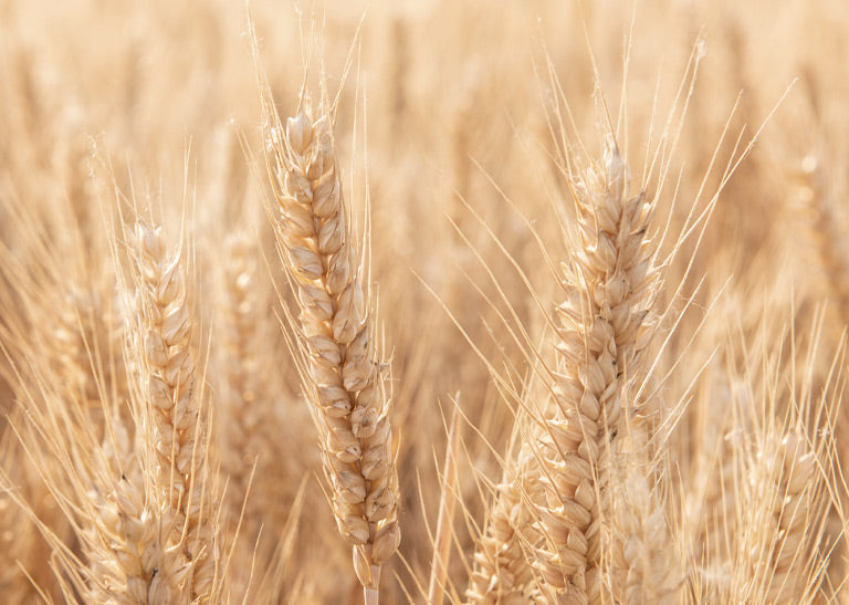 Hydrolysiertes Weizenprotein – Die starke Basis für gesundes Haar